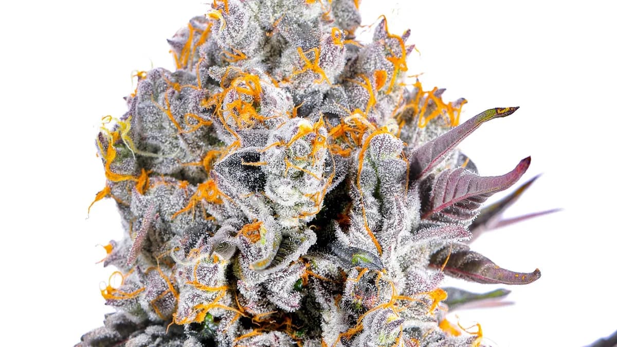 Cannabis Flower UK Guide – Top Strains for Every Preference