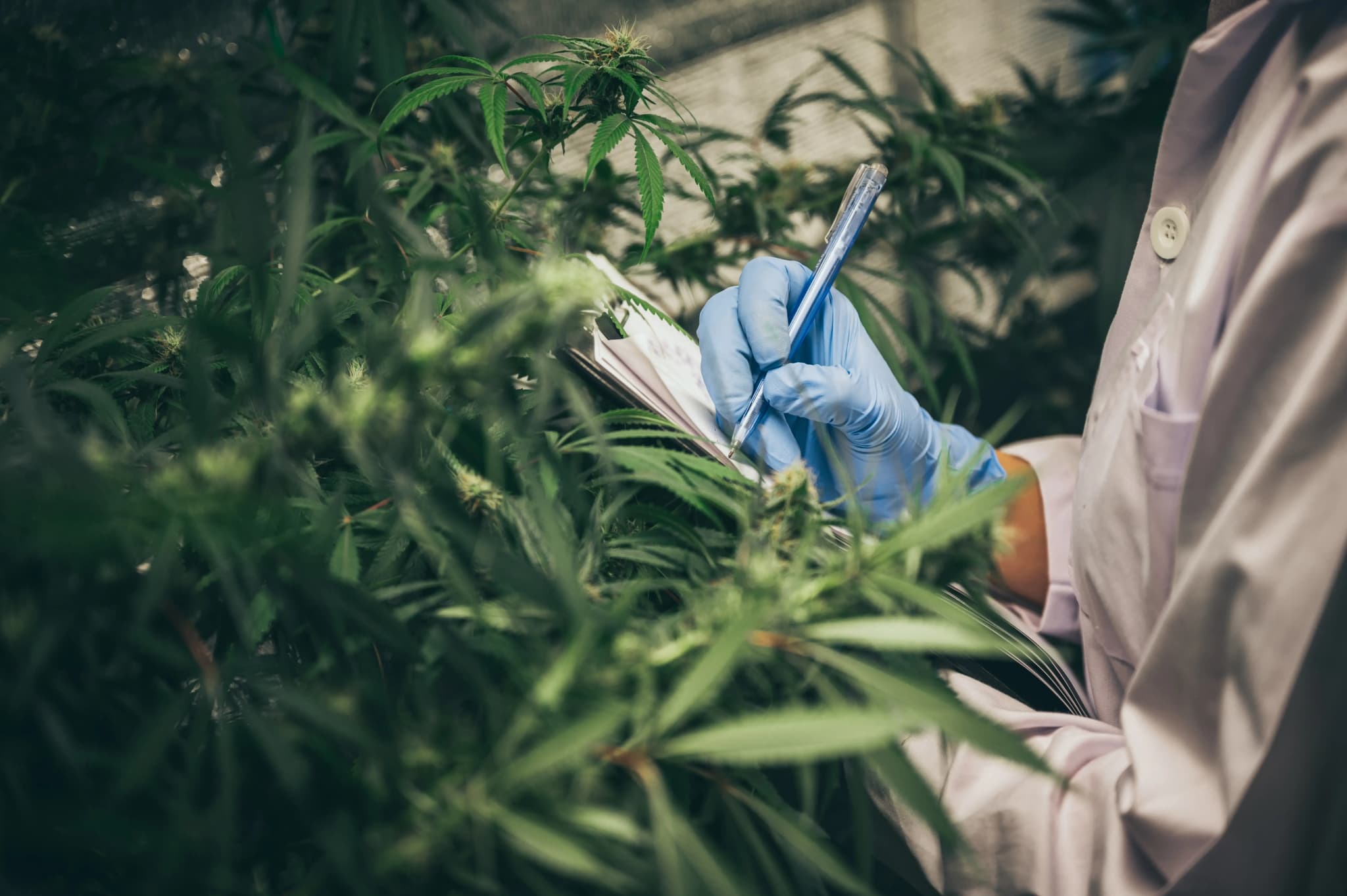 Buy Cannabis Extracts Europe – High-Potency Concentrates &amp; Pure THC/CBD Solutions