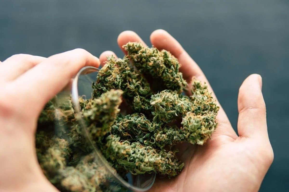 Explore High-Quality Cannabis Extracts Aussie from Weed Man Dispensary