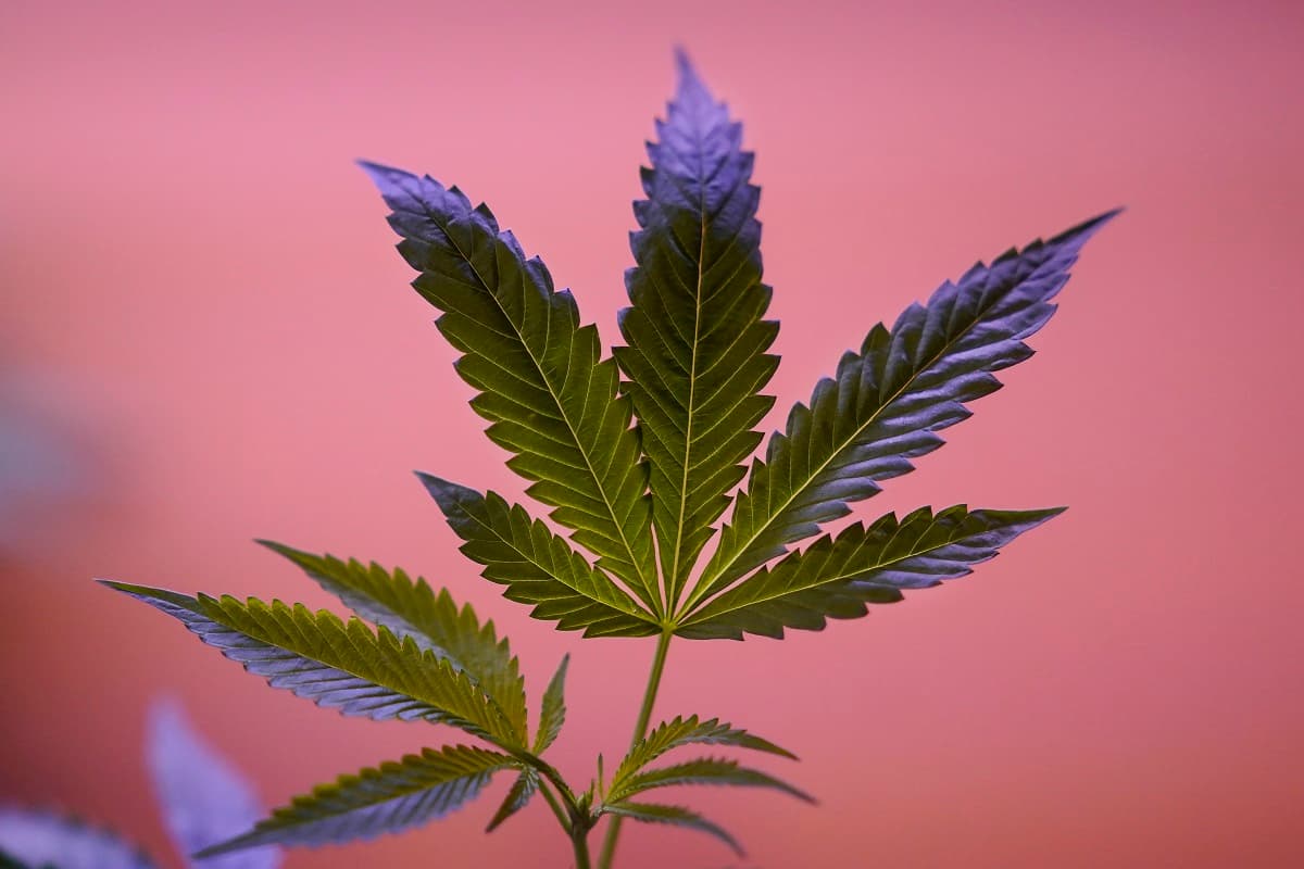 Consult a Qualified Medical Cannabis Doctor in Lexington to Get Your Kentucky Medical Marijuana Card Quickly
