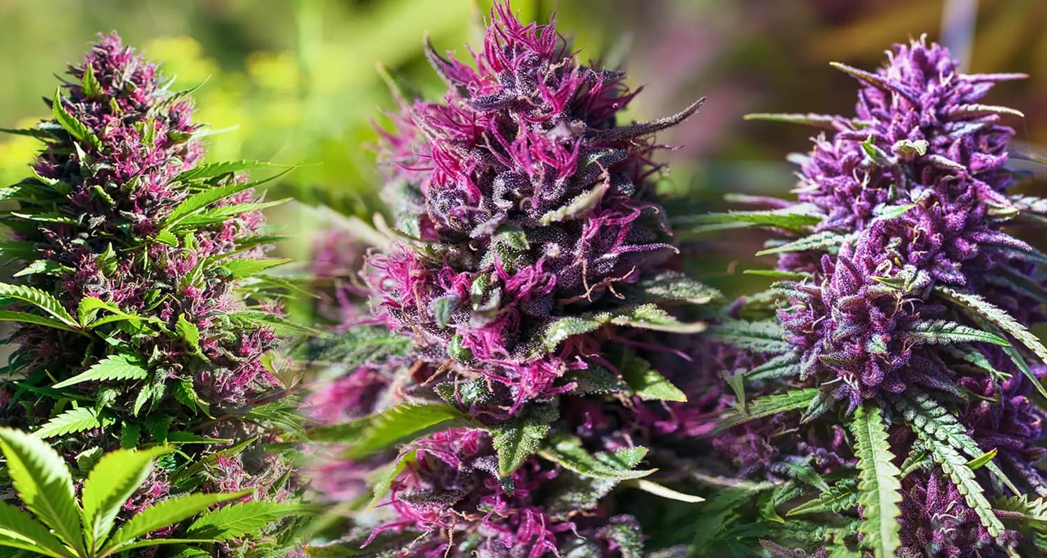 Your Go-To Dispensary Near Me Open for Quality Cannabis, Accessories, and Essentials