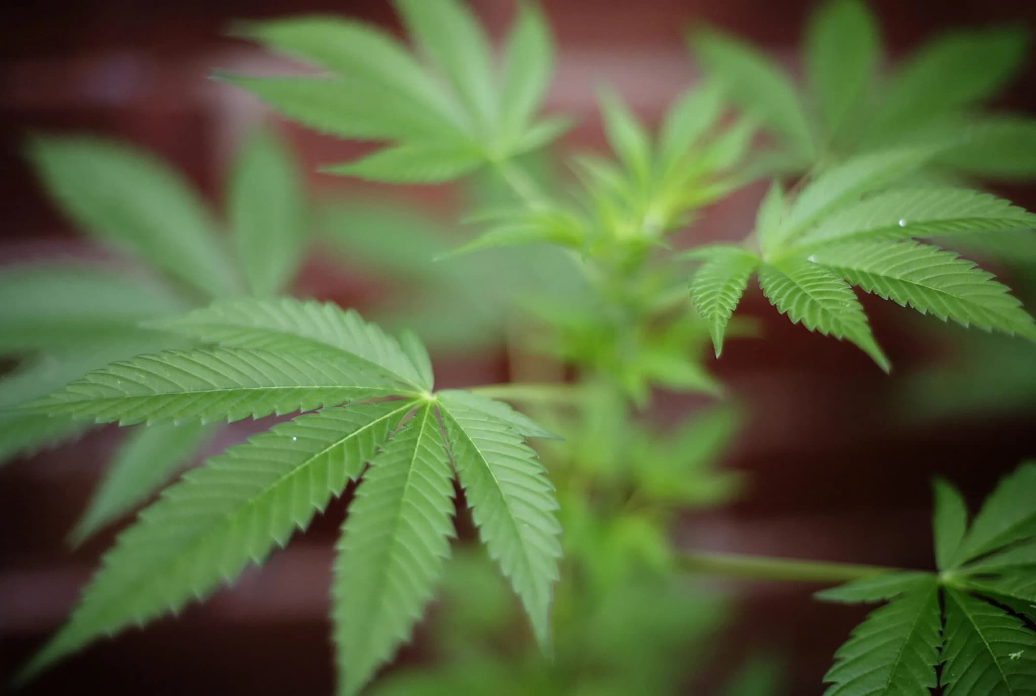 CBD &amp; THC oil online buy EU – Medical-Grade Oils for Pain Relief, Sleep &amp; Wellness