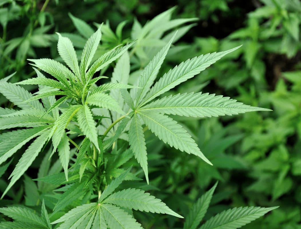 Buy Weed Online Australia – Legal Frameworks and Consumer Behavior Study