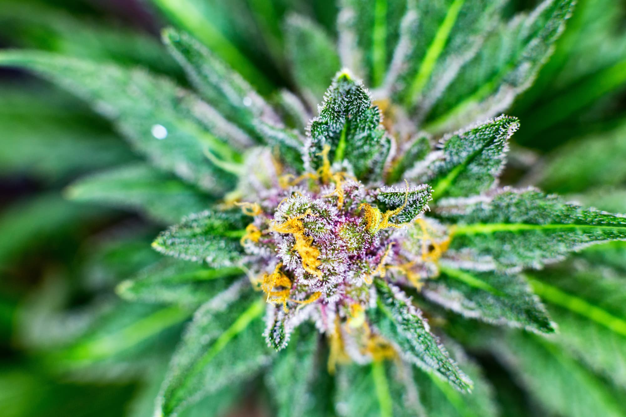 Buy Infused Marijuana Buds Online – Safe, Discreet Service