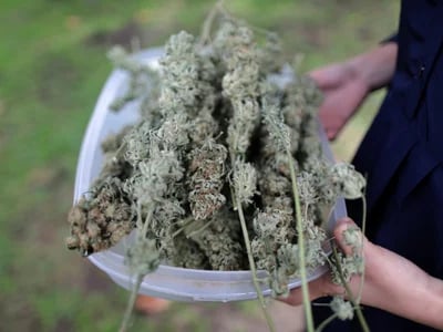Calidad, aroma intenso y variedad de resinas con CBD hash wholesale de La Cosechera