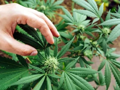 Personalized Service Meets CBD OG Kush: Green Leaf Store EU's Commitment to Every Client