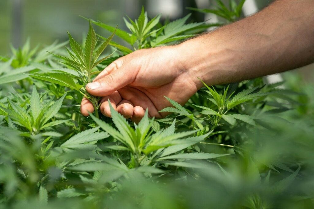Buy Weed Strains Europe Online – Premium THC &amp; CBD Delivered Fast