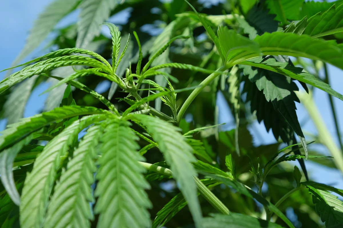 Buy Cannabis Extracts Europe – High-Potency Concentrates &amp; Pure THC/CBD Solutions