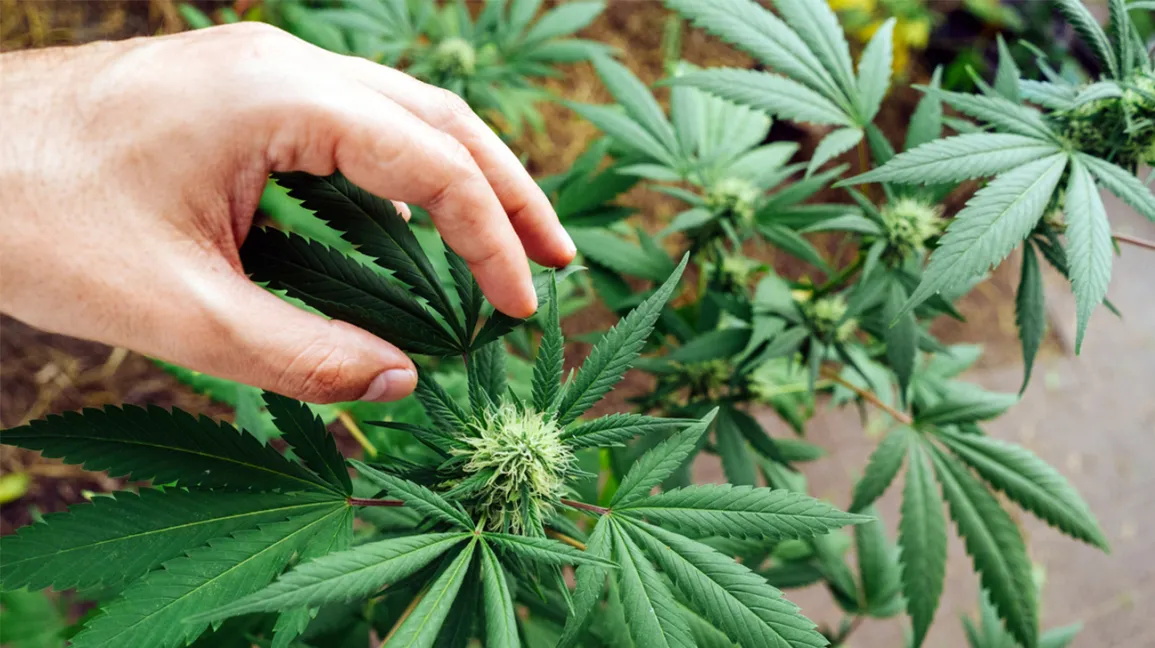 Personalized Service Meets CBD OG Kush: Green Leaf Store EU's Commitment to Every Client