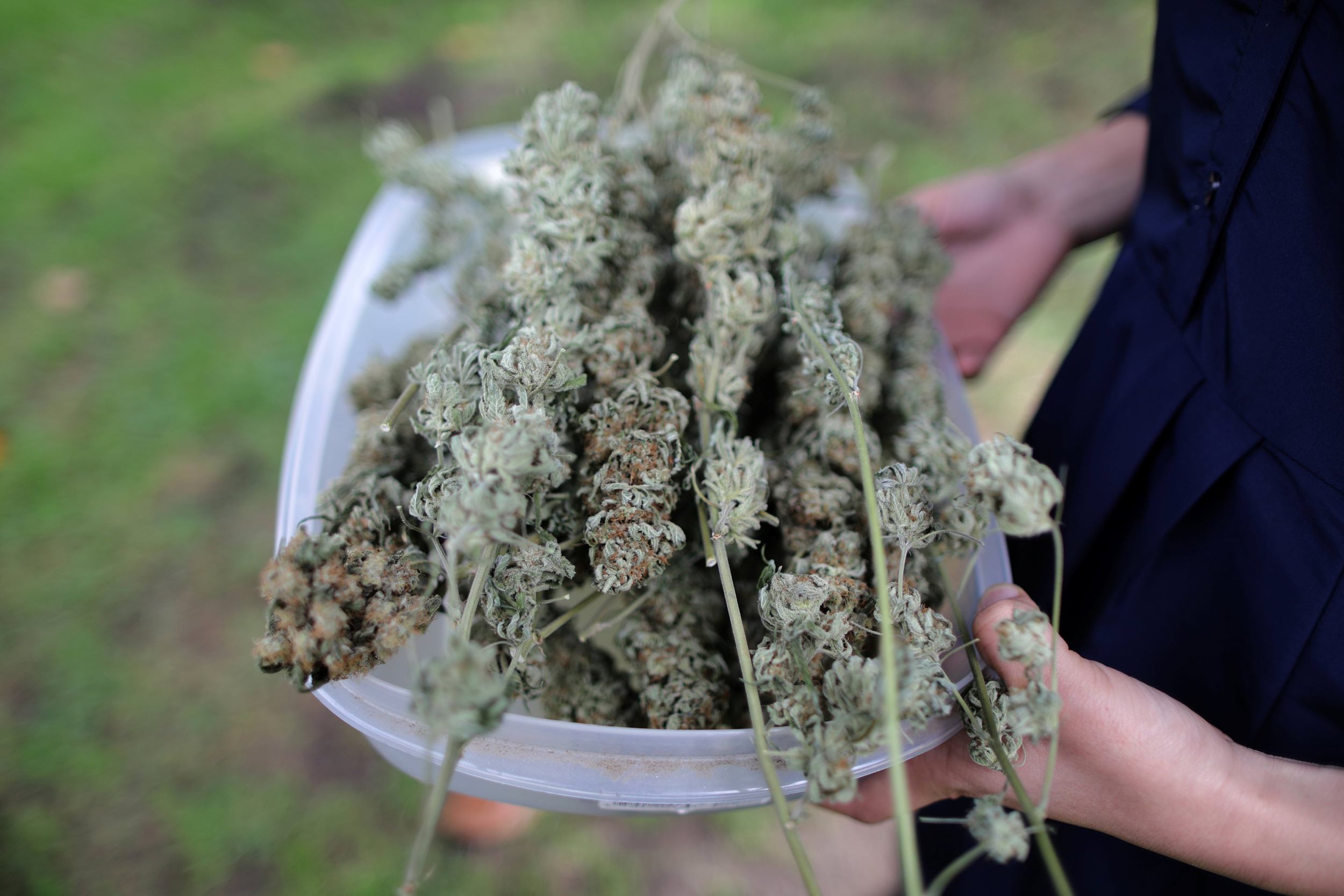 Calidad, aroma intenso y variedad de resinas con CBD hash wholesale de La Cosechera