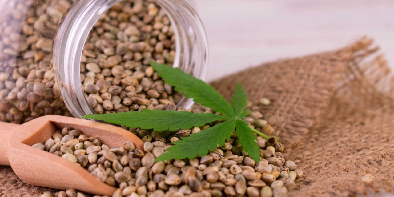Legal Status of THCA Flower in the UK: What You Should Know