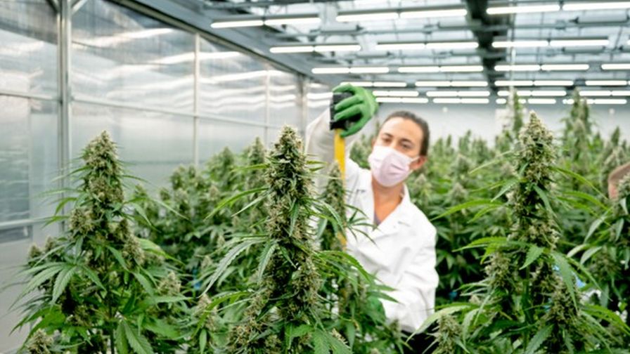 Buy Weed Online Australia – Legal Frameworks and Consumer Behavior Study