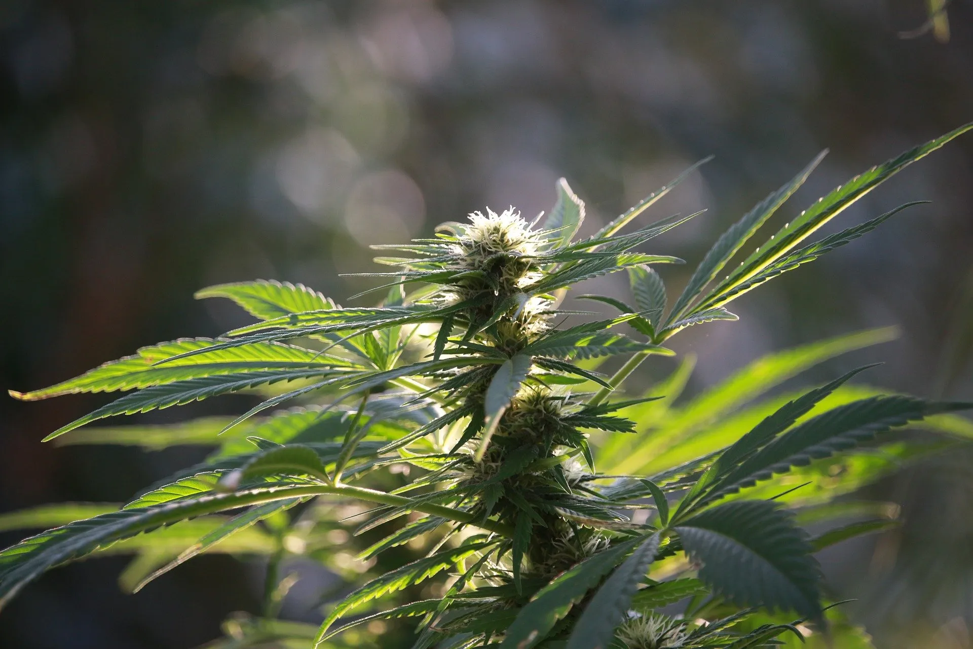 Cannabis Flower UK Guide – Top Strains for Every Preference