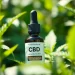 Showcase top-quality CBD oil in a natural setting, emphasizing its calming effects.